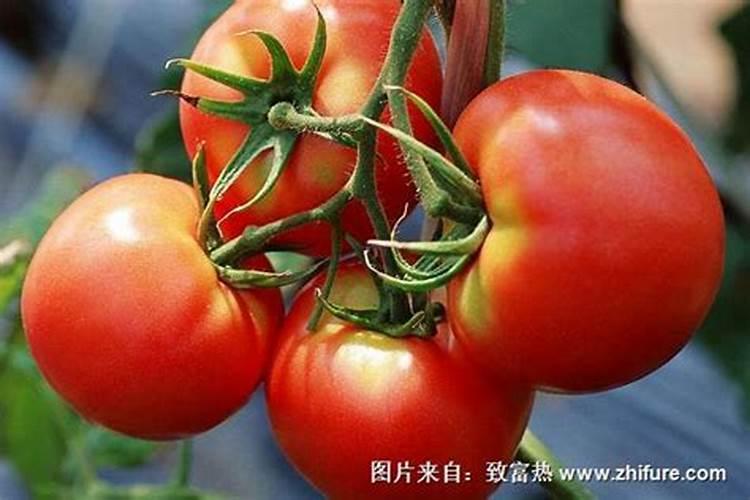 尿素、合成氨用途？