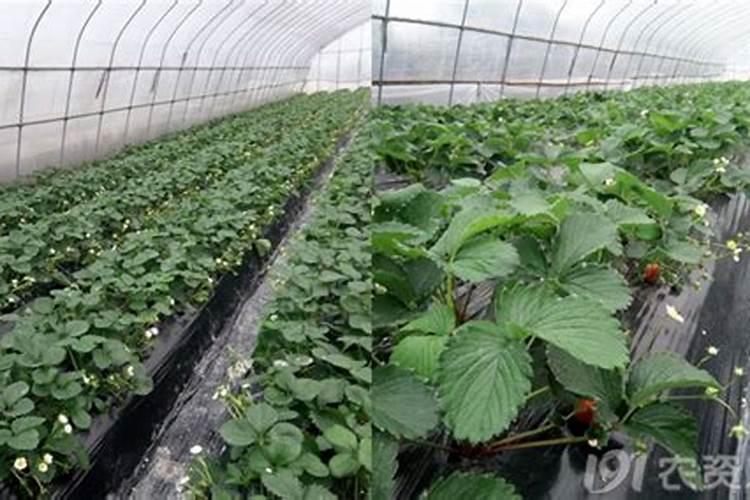 种植苦瓜和茄子下底肥是硝酸钾好还是硫酸钾好