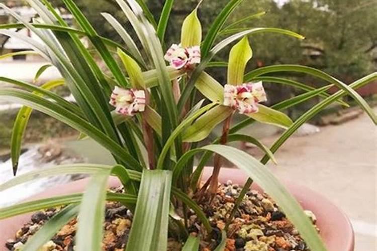 葡萄树苗缺铁元素,不生长枝蔓吗？