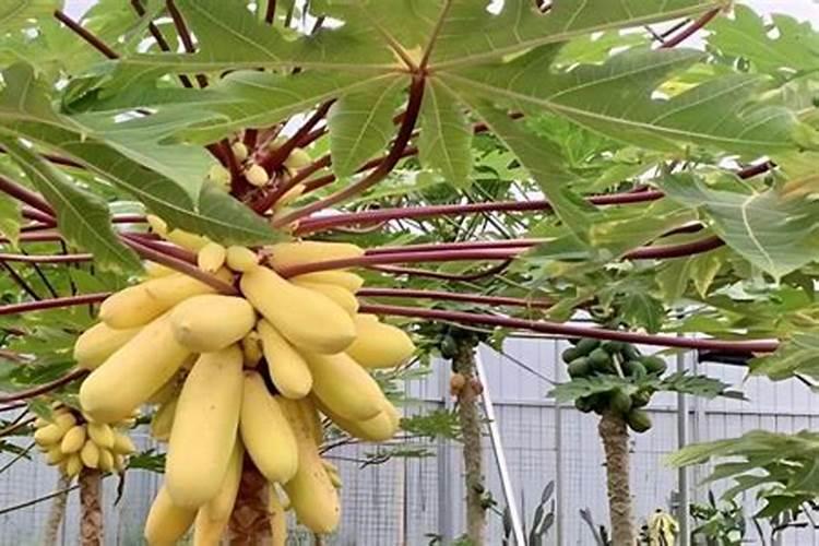 番木瓜营养生长期和结果期在土肥水管理方面主要区别在哪？