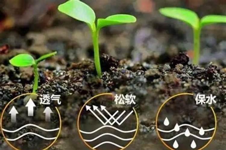 花卉用复合肥好还是缓释肥好