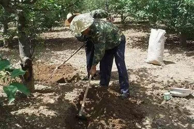 李子树一年施几次肥合理