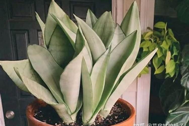 栀子花用什么肥料