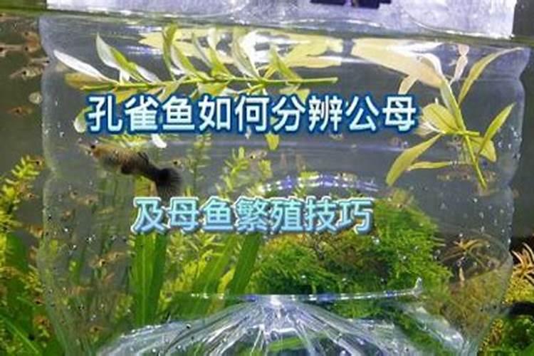 家庭养花要买什么肥料最好(自己在家种花适合的花肥)