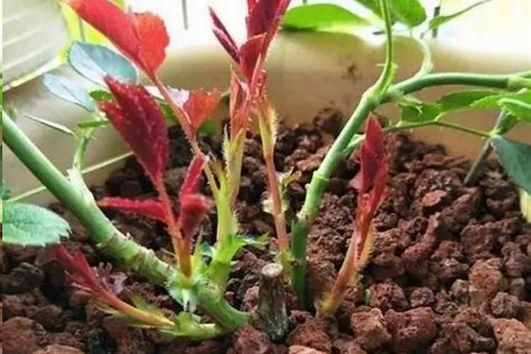 葫芦籽栽培时间和方法