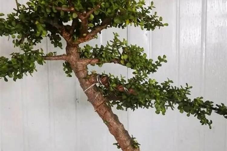 金枝玉叶施肥方法,金枝玉叶施肥大了怎么办