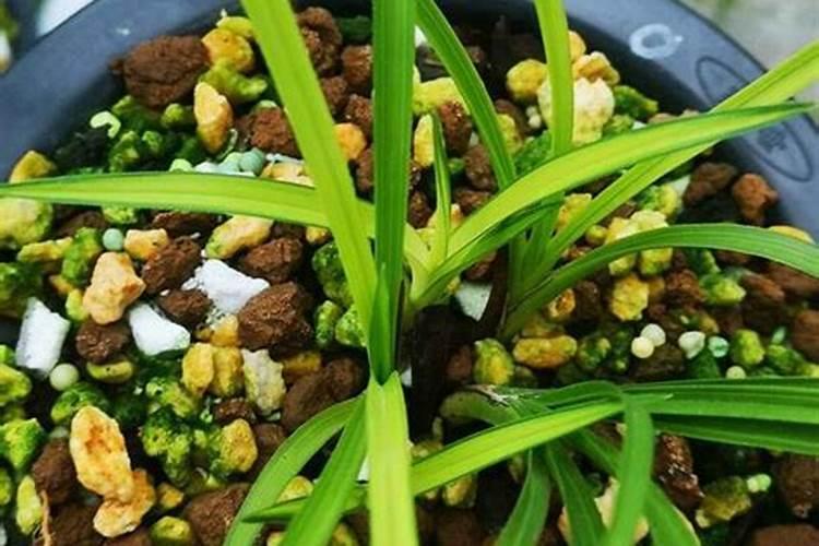 兰花用什么肥料最好,氮、磷、钾三种是必备的