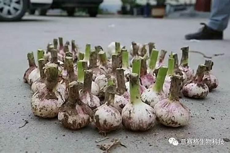 农家化肥可以给盆花用吗？