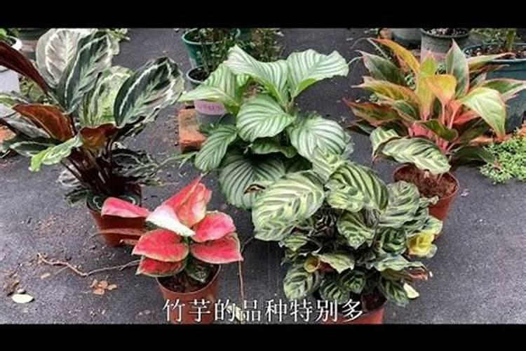 怎么让竹芋颜色又亮又绿