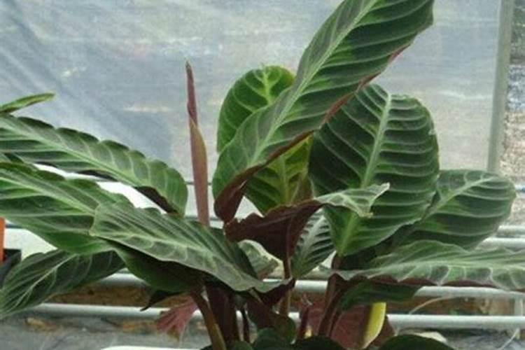 竹芋黄叶的原因和处理办法