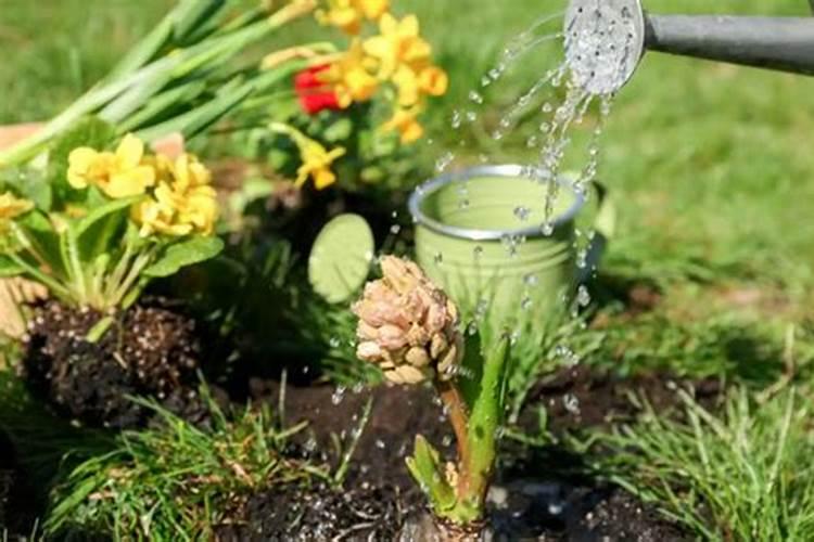 氨基酸花肥适合什么花