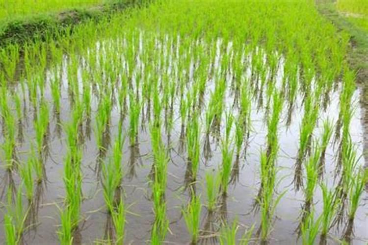 水稻田施肥完可以放水吗？