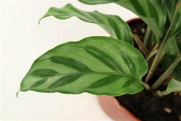 孔雀竹芋什么季节施肥最好 施肥多少合适