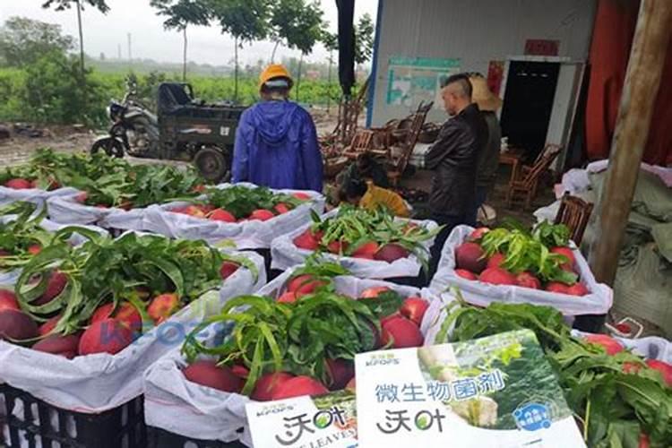 种柑橘用什么肥料最好
