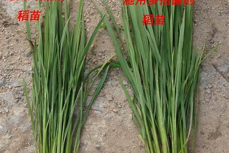 河蚌壳打粉能喂羊吗