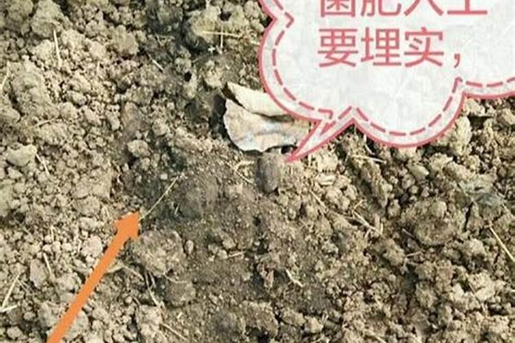 果树开始萌芽,这个时候怎么施肥管理更有利于植物萌芽开花结果呢？