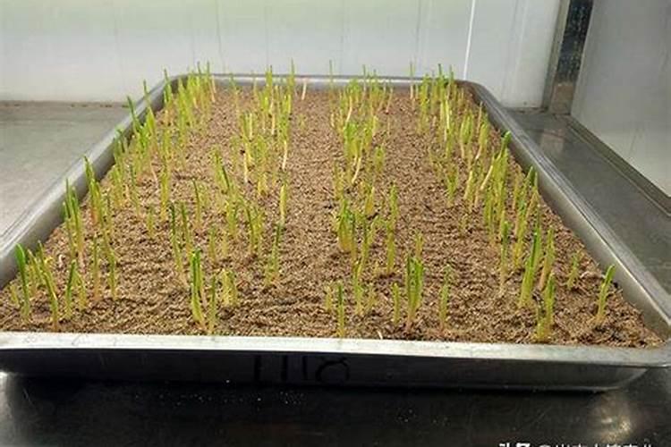 葡萄何时施肥施什么肥