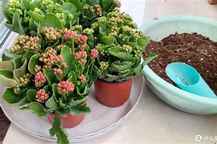 柿子如何合理施肥？专家讲解需肥特点及施肥技术,种出来的柿子个...