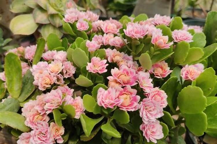 长寿花施什么肥料开花