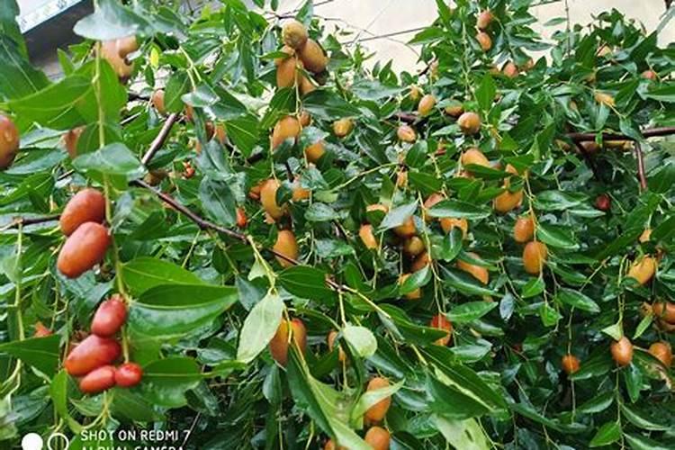 冬枣什么时候用芸苔素最好