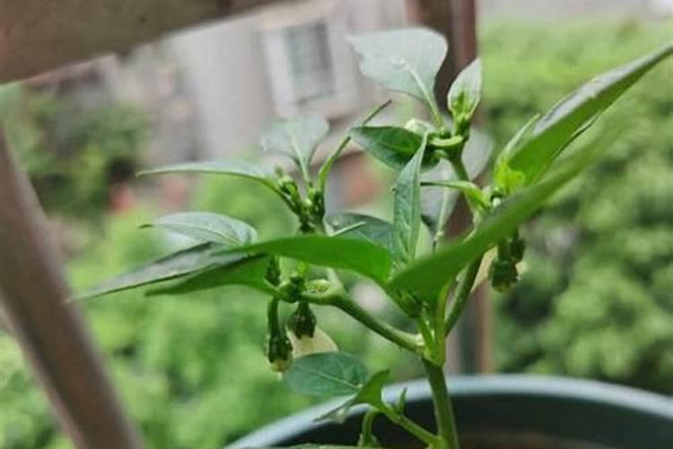磷肥可以直接撒在根部吗