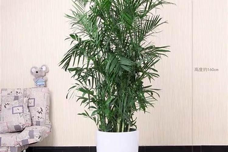 秋天给桃树施肥施什么化肥