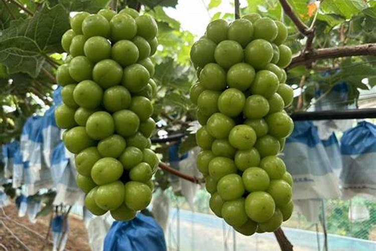 如何用花生麸沤肥