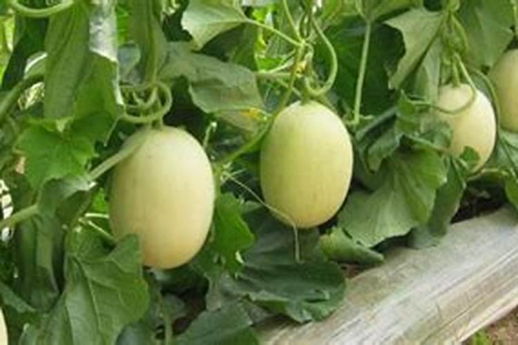 种芹菜怎么用肥才长得快 种芹菜如何用肥才长得快