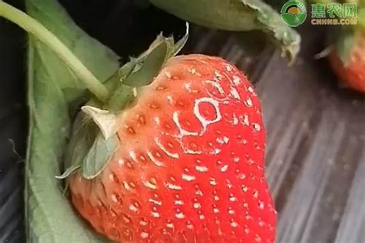 草莓的施肥技术是什么？