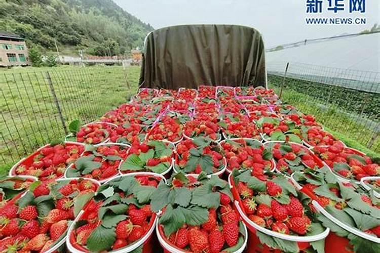 草莓怎样用肥最合理？