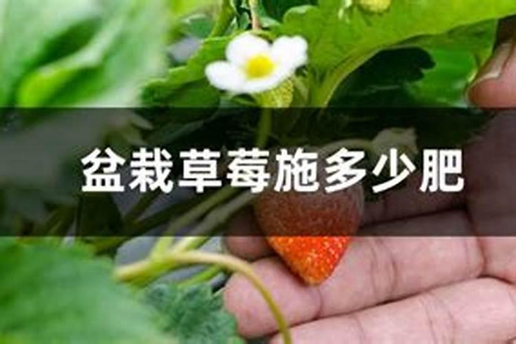 自家种的草莓怎么施肥