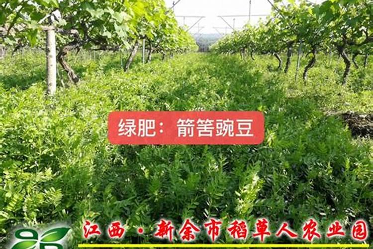 生物菌肥价格是多少