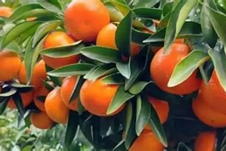 头年挂果沃柑现在用放肥抽夏梢吗？