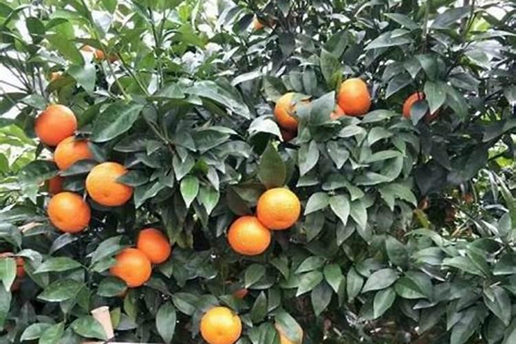 沃柑十月份该放什么肥料