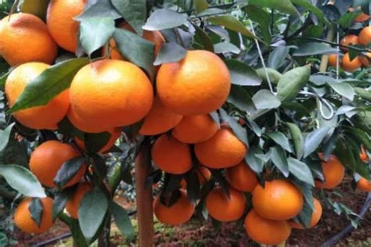 沃柑挂果全年管理技术