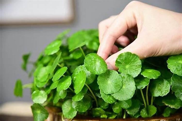 朝天椒后期需要打催红素吗