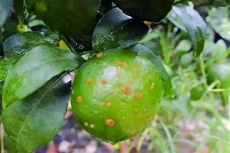 芸苔素内酯开花期能打吗