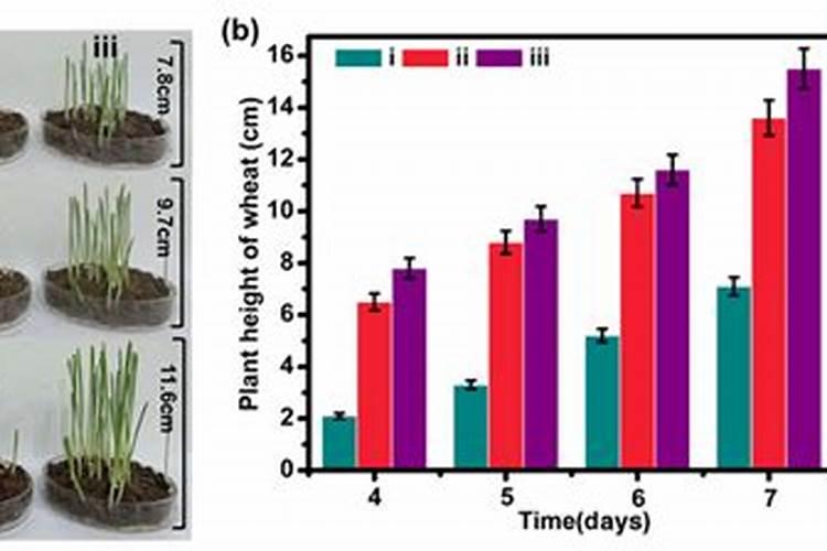 小麦打什么叶面肥高产