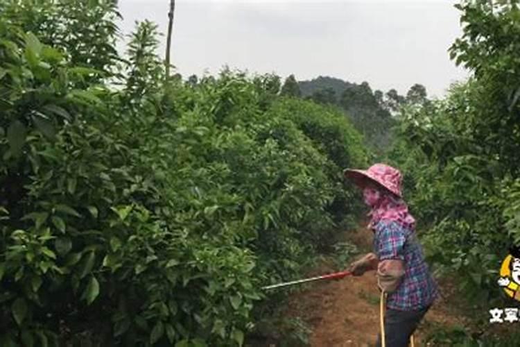 保花保果叶面肥最佳配方