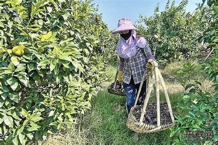 柑橘放晚夏梢有利有弊,是否应该放呢？