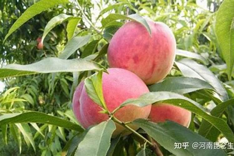 什么肥料磷肥含量高