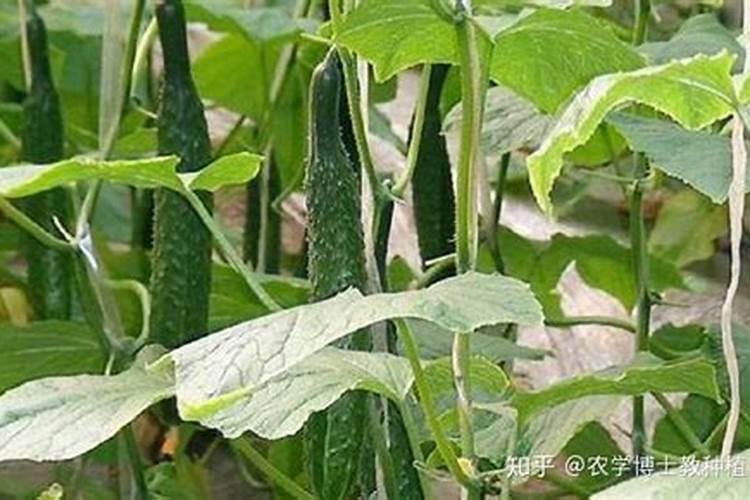 复合肥跟磷钾肥有什么区别