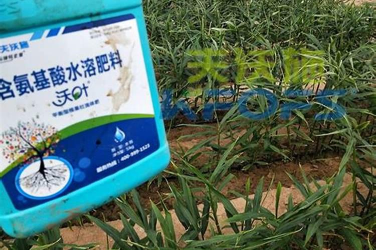 芹菜间苗后冲什么肥料