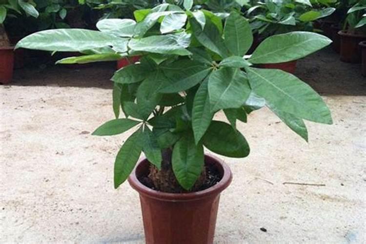 大葱最忌什么肥料