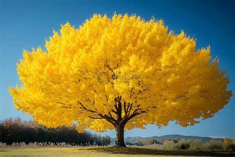 多肉植物施什么肥好