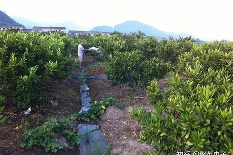 苹果树秋施基肥要施尿素吗