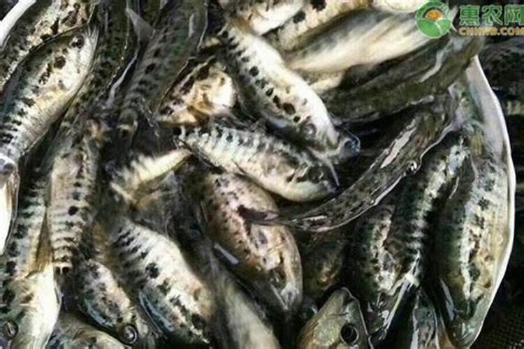 绿豆水发酵能浇花吗