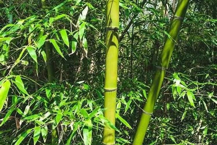 竹子怎么养才能更旺盛