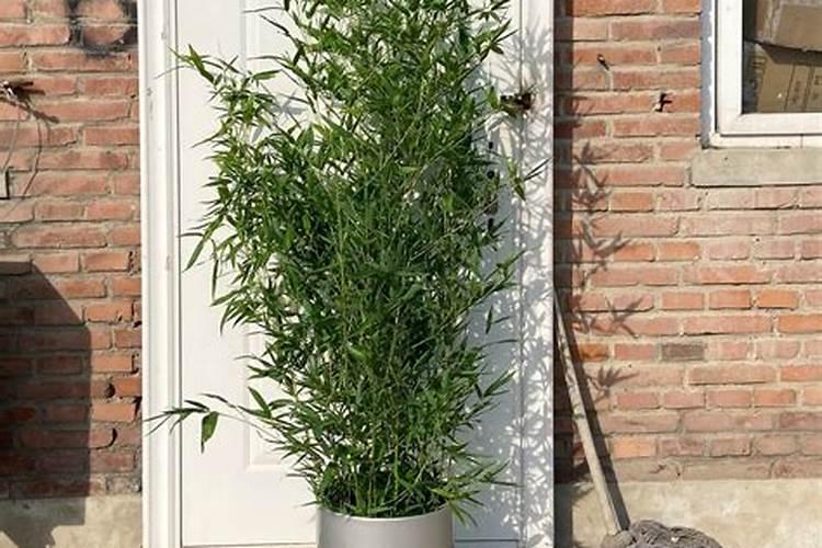 竹子喜欢什么肥料