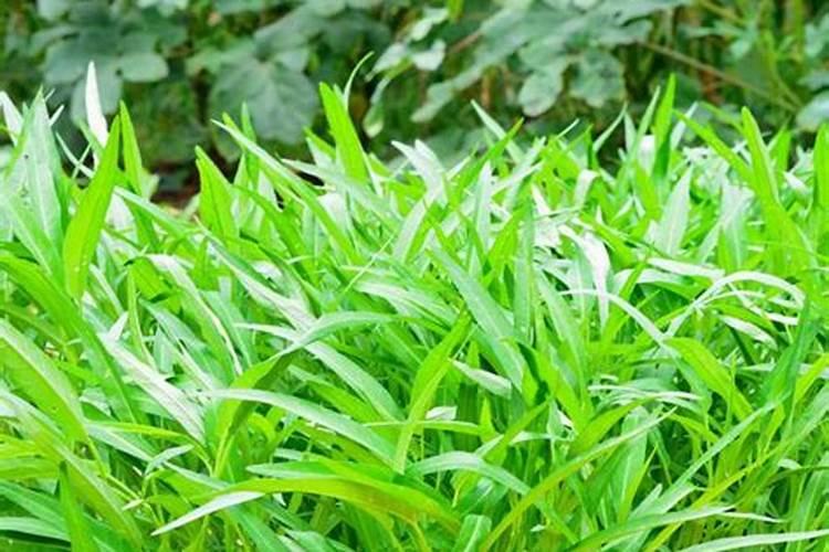 空心菜用什么叶肥好